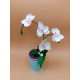 Fustella M Orchidea