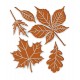 Fustella metallica Leaves
